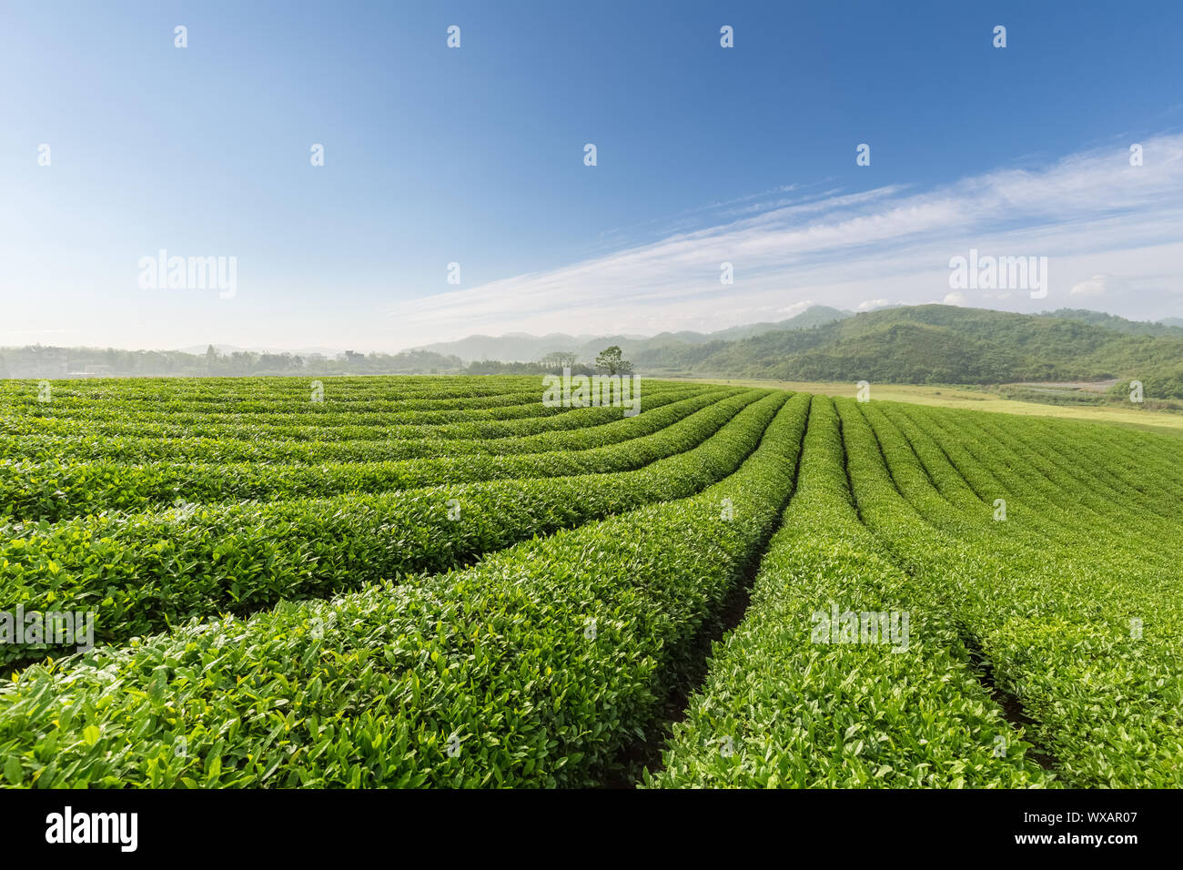 Tee-Plantage Landschaft Stockfoto