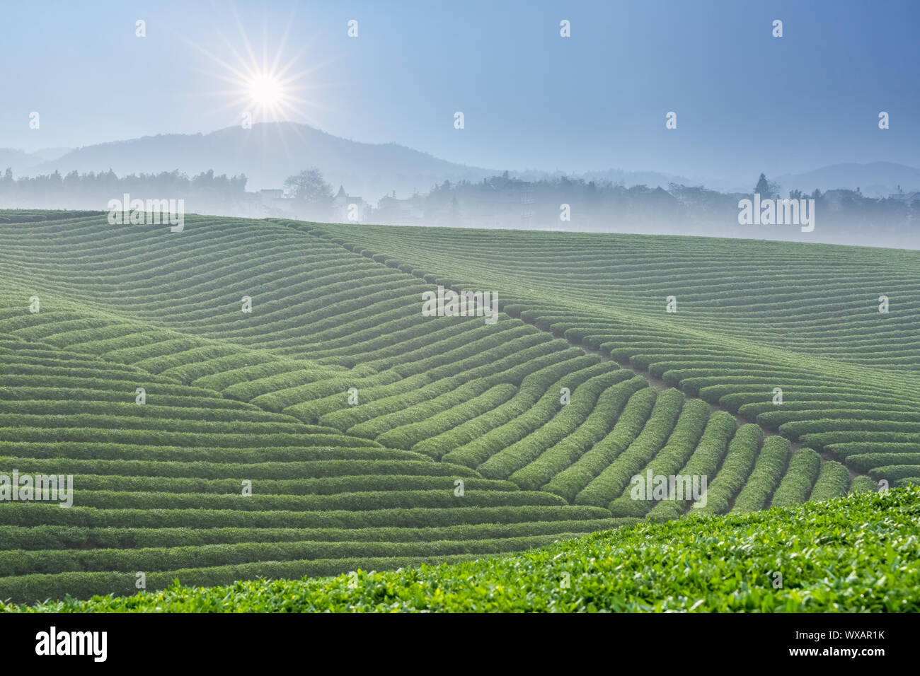 Schönen Tee Plantage und Sonnenlicht Stockfoto