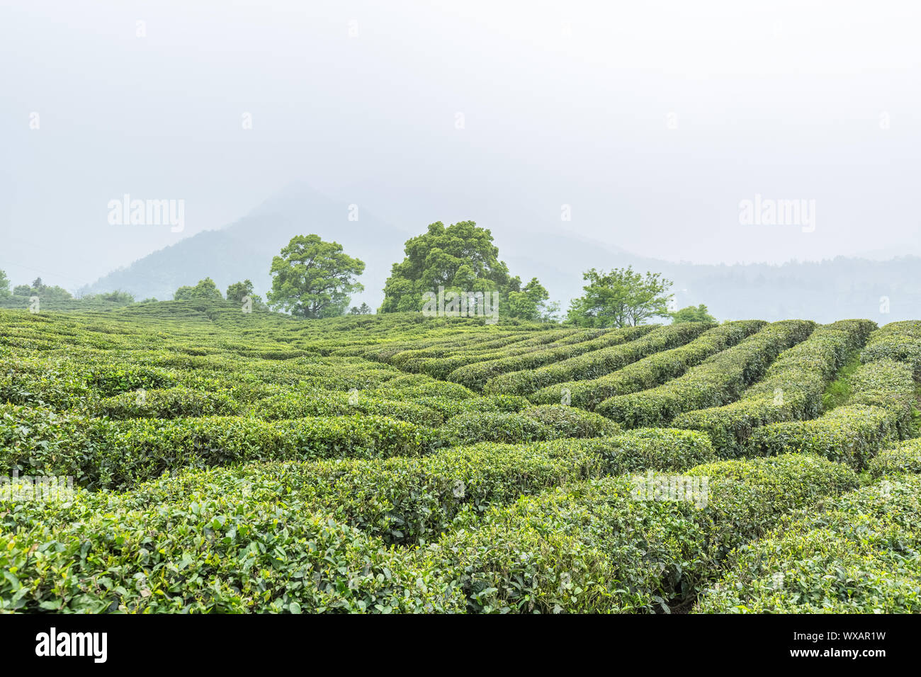 Tee Plantage in Wolken und Nebel Stockfoto