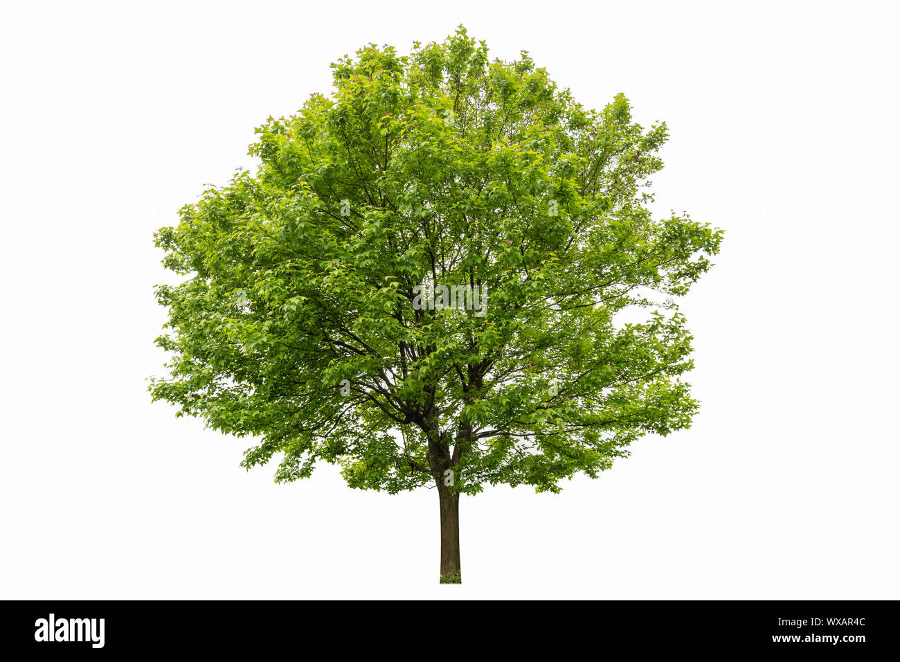 Dreieck Ahorn Stockfoto