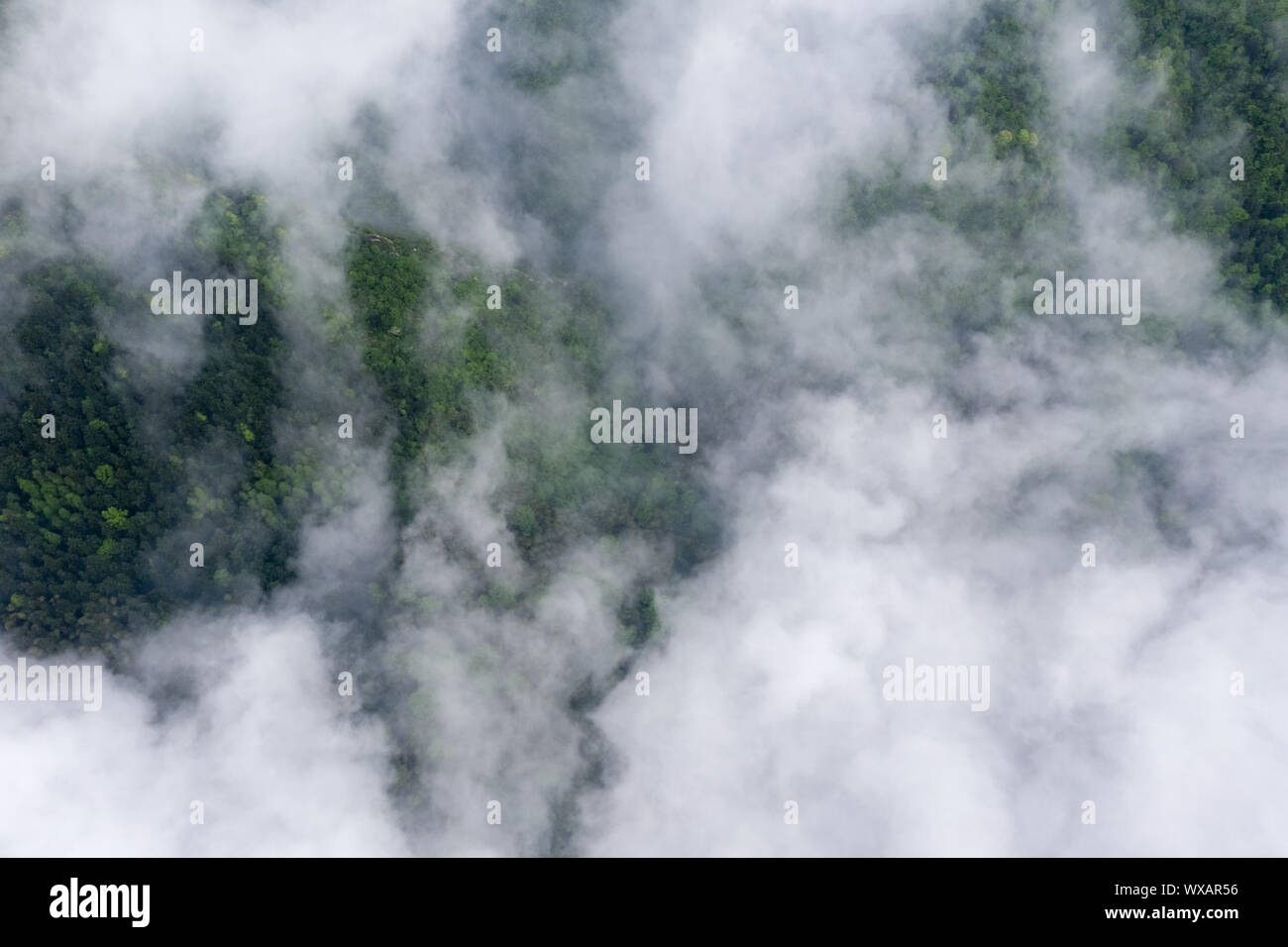Bergwald und Cloud Nebel Stockfoto