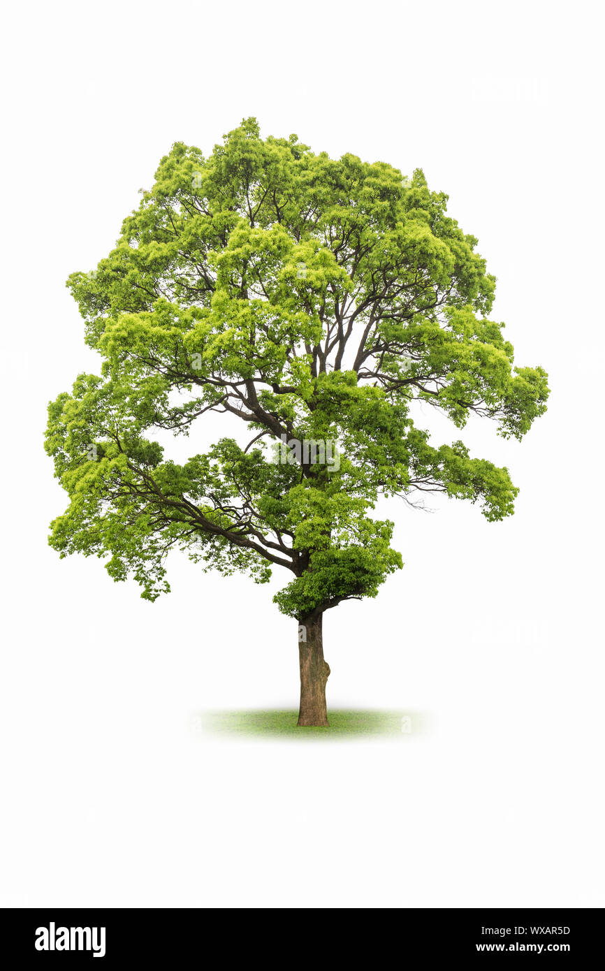 Großer immergrüner Baum isoliert auf weißem Stockfoto