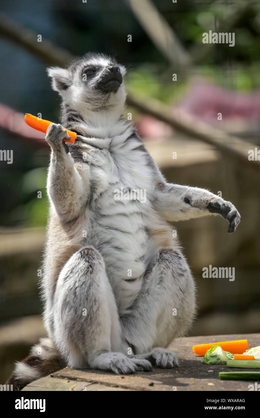 Ring tailed Lemur essen Karotten Stockfoto