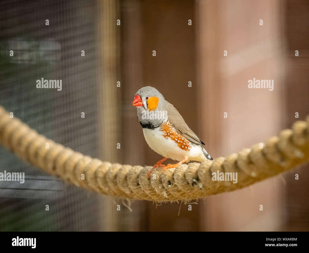 Tropische Zebra Finch Vogel in einem Käfig Stockfoto