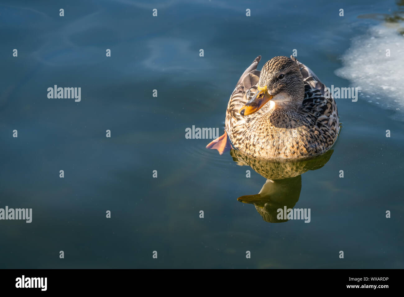 Stockente schwimmen im kalten Wasser Stockfoto