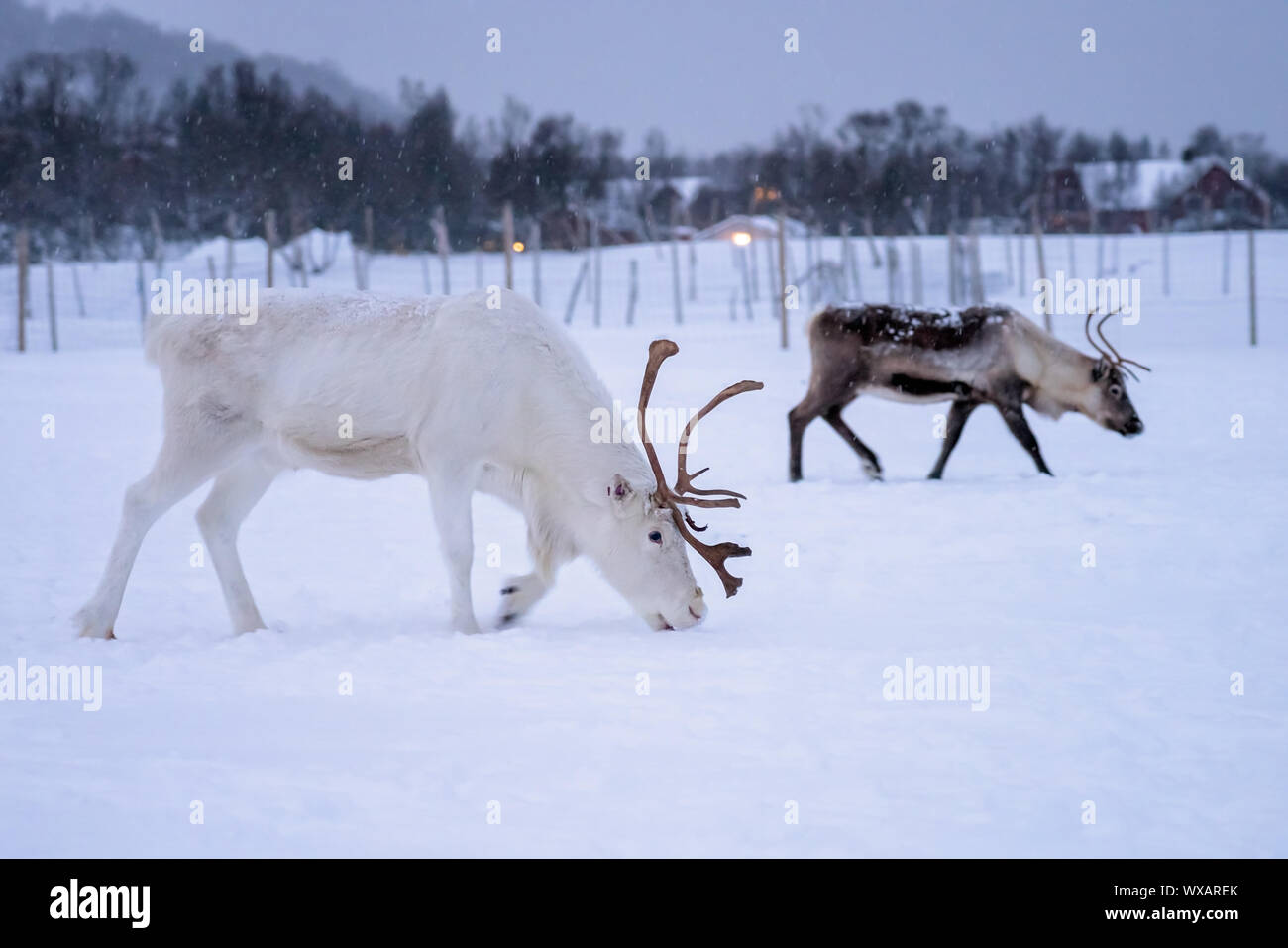 Albino Rentiere mit massiven Geweih Stockfoto