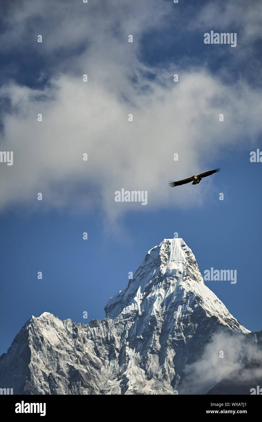 Geier mit Berg bin Dablam Stockfoto