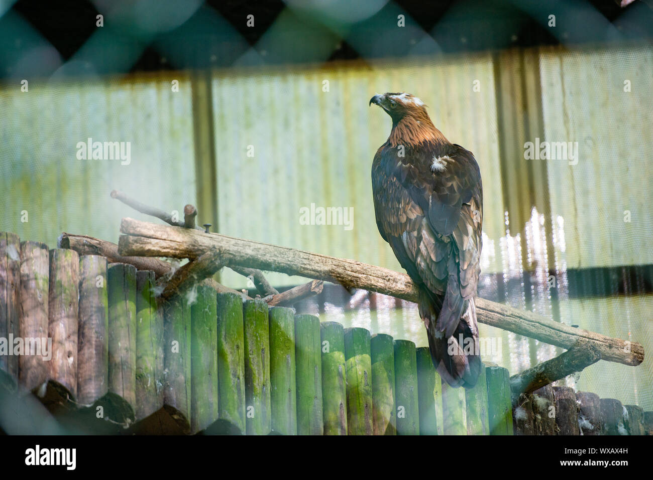 Der goldene Adler beobachtet sorgfältig seine Umgebung. Aquila Chrysaetos Stockfoto