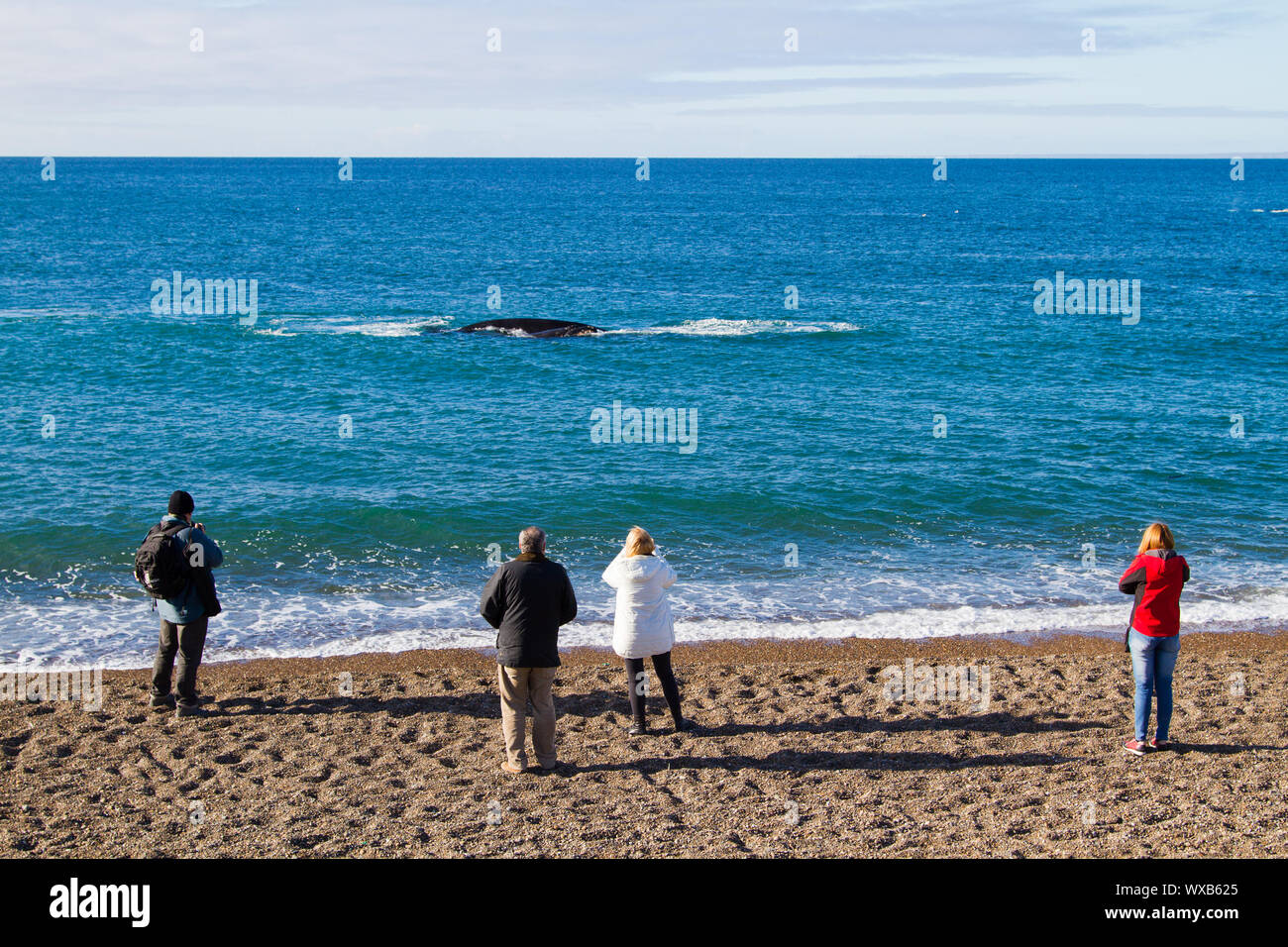Puerto Madryn, Provinz Chubut - Argentinien: ca. Juni 2015: Touristen beobachten Southern Right Wale, am Strand von Doradillo, Puerto Madryn Stockfoto