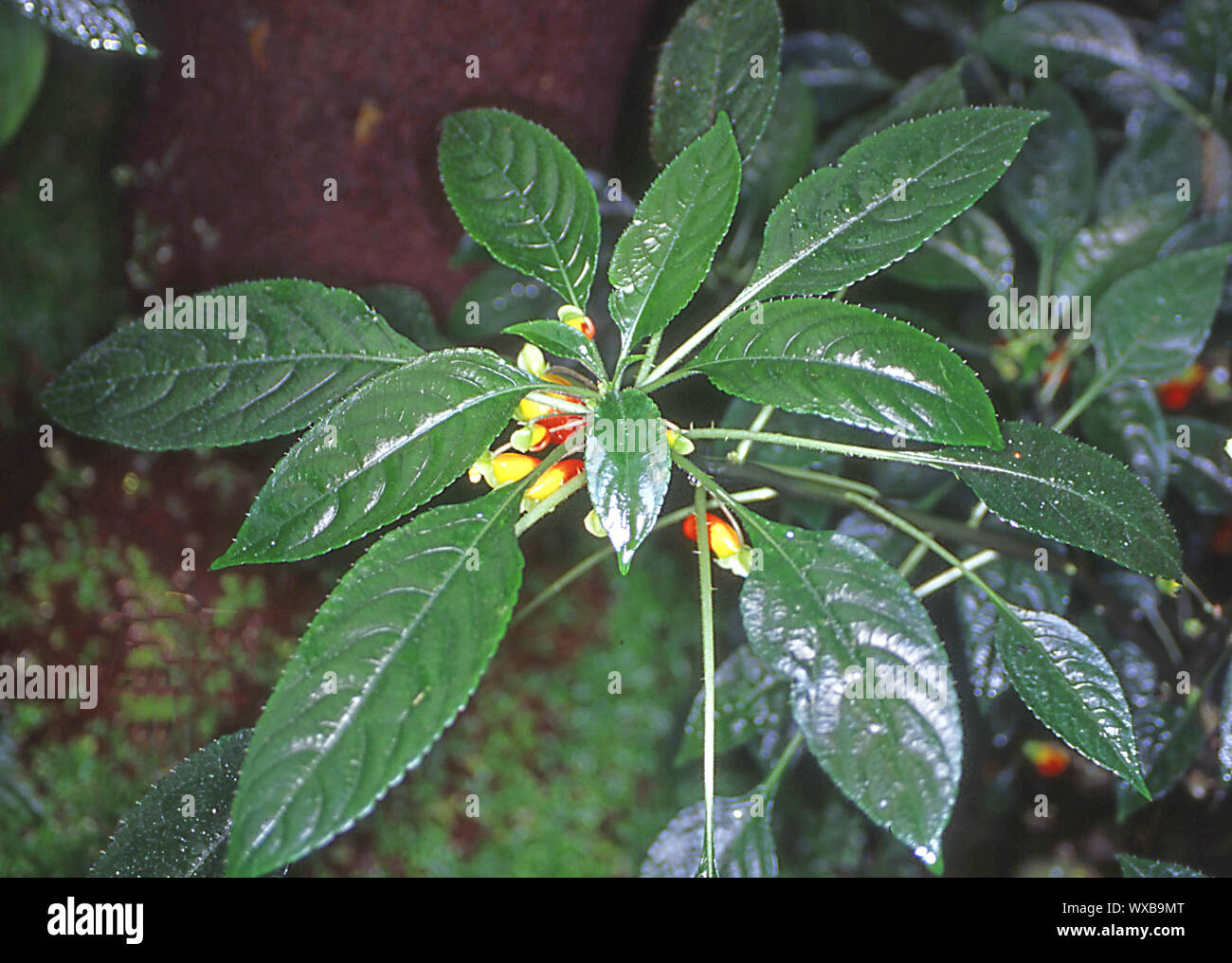 Rhododendron Azalee mit Gelb Rot Blumen und schmale Blätter Stockfoto