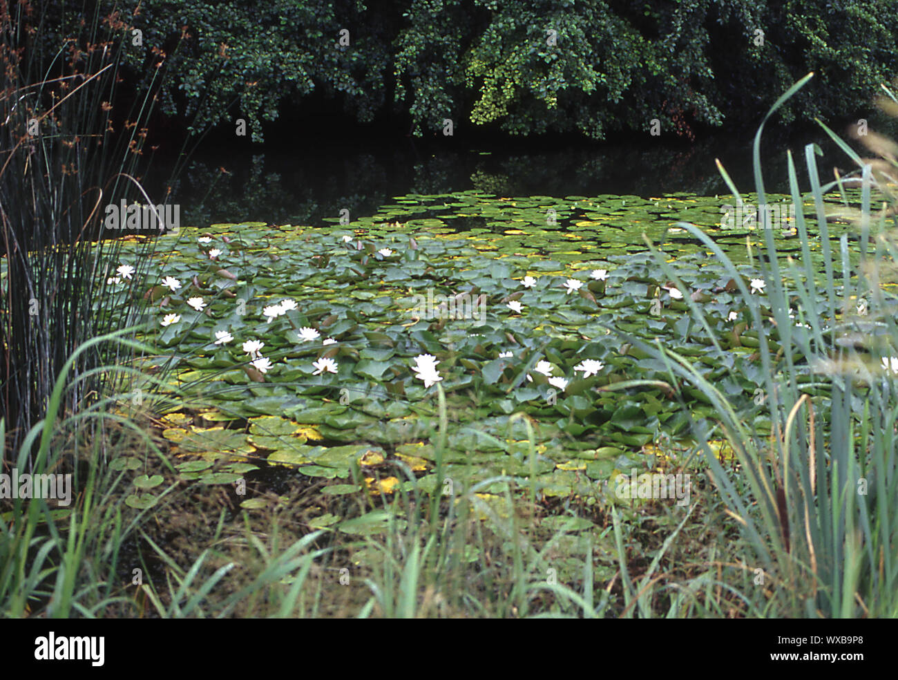 Wasser Pflanzen im Uferbereich Schilf Gras und Seerosen Stockfotografie -  Alamy