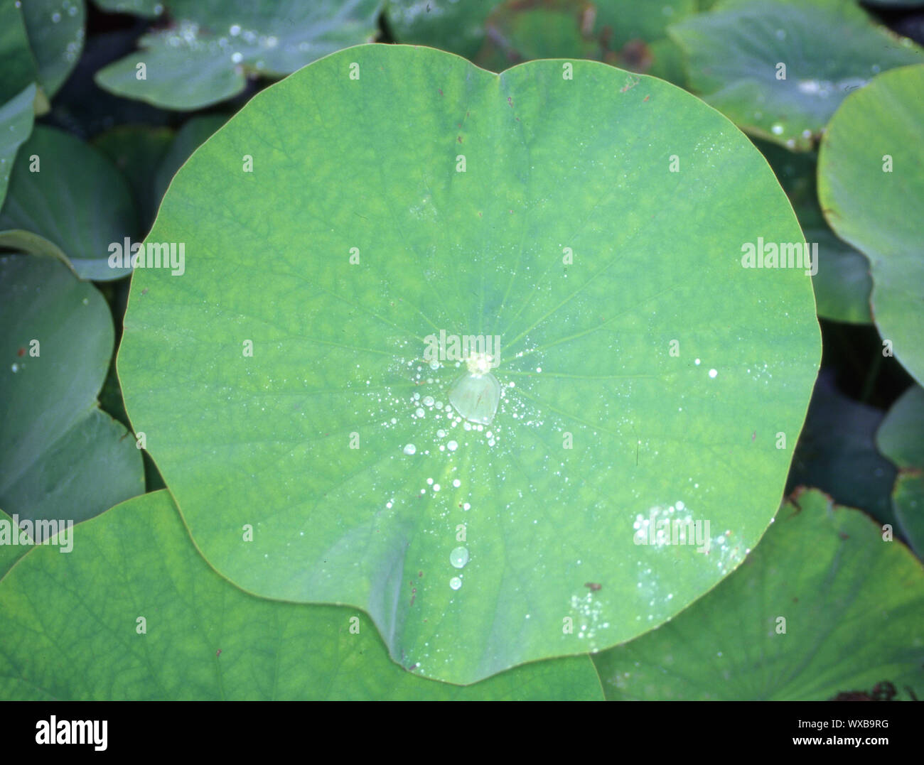 Lotus Flower mit großen runden Blatt und Wassertropfen Stockfoto