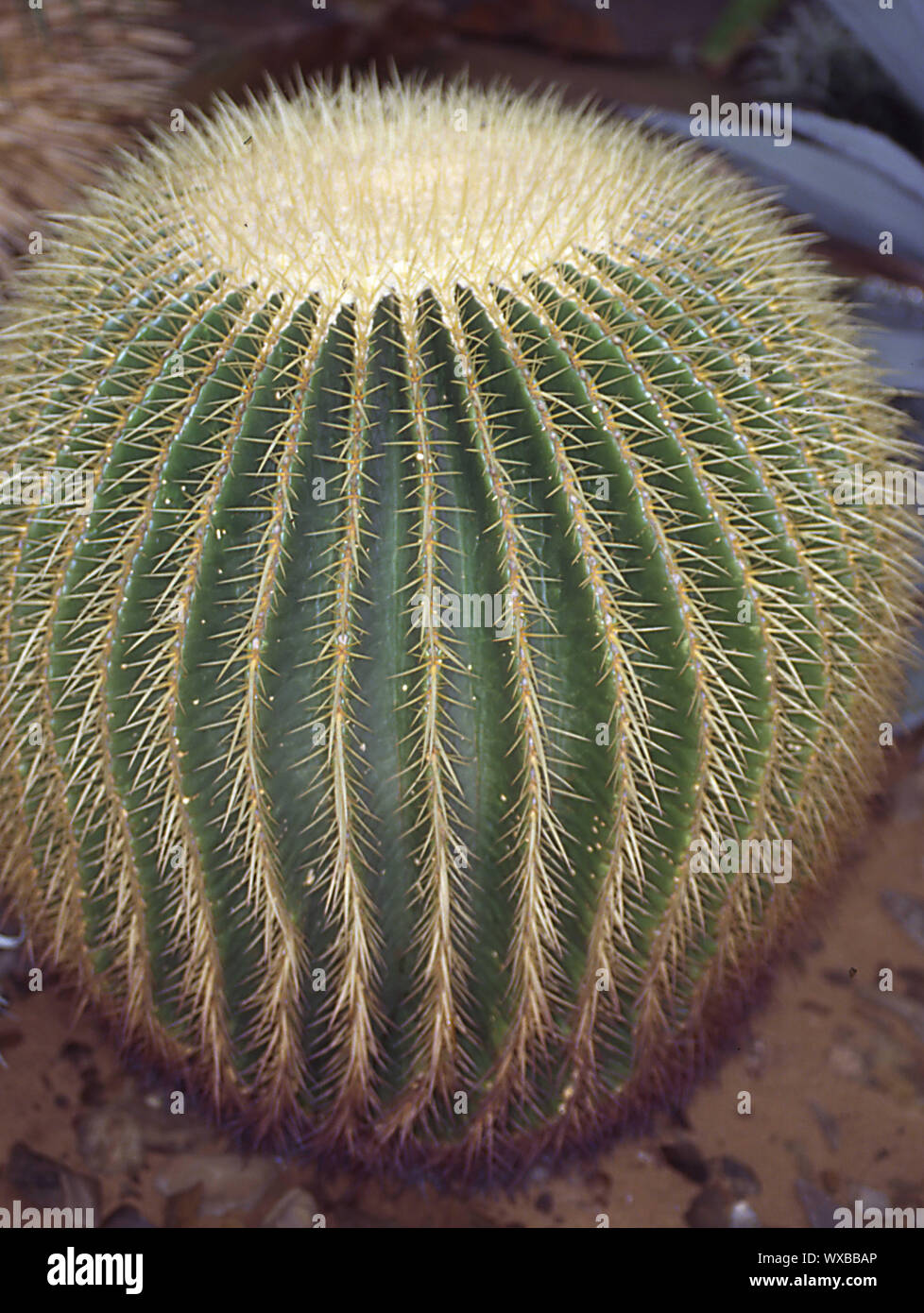 Sphärische stachelige Kakteen Schwiegermutter Sitz Stockfoto