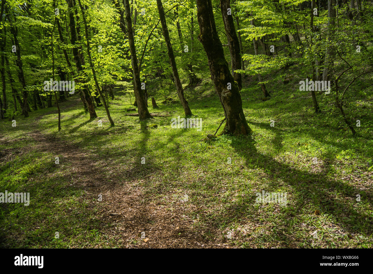 Lagodechi Wald bei Tag Stockfoto