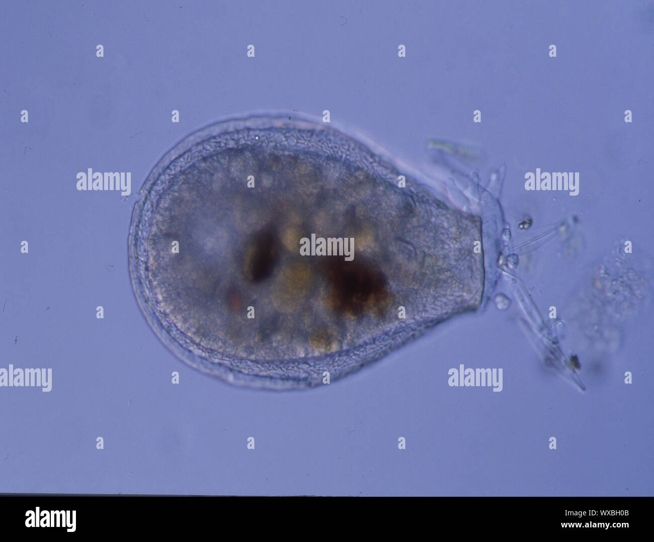 Amöbe mikroskopie Fotos und Bildmaterial in hoher Auflösung Alamy
