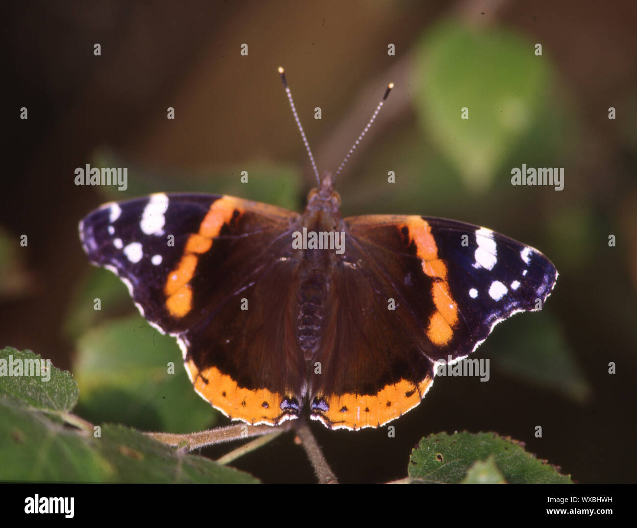 Admiral Schmetterling auf Blätter Stockfoto