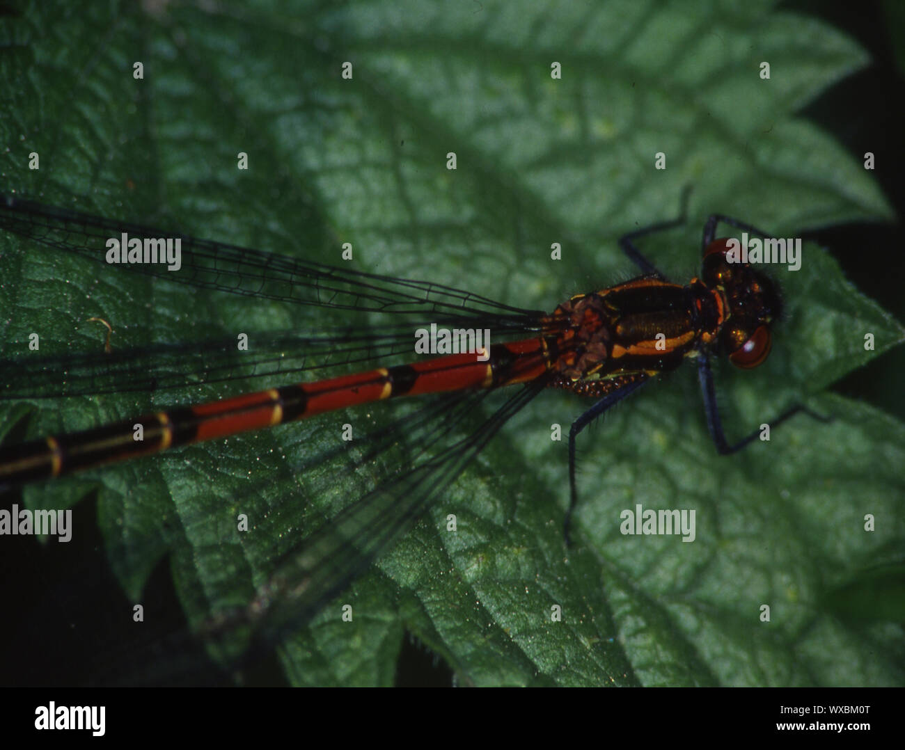 Adonis dragonfly Sitzstangen auf Blatt Stockfoto