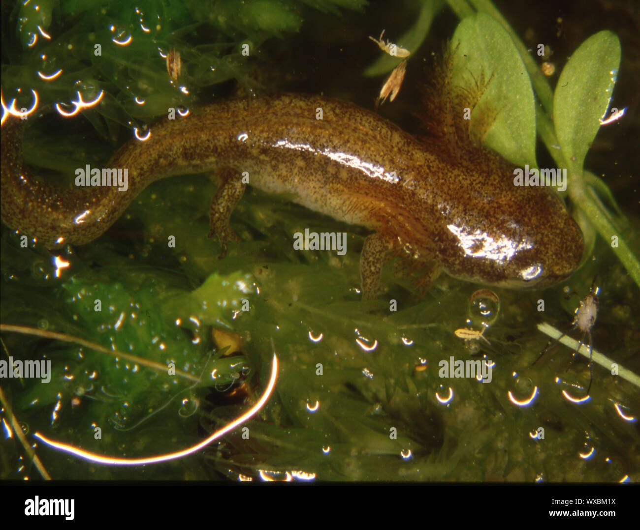 Brauner molch Fotos und Bildmaterial in hoher Auflösung Alamy