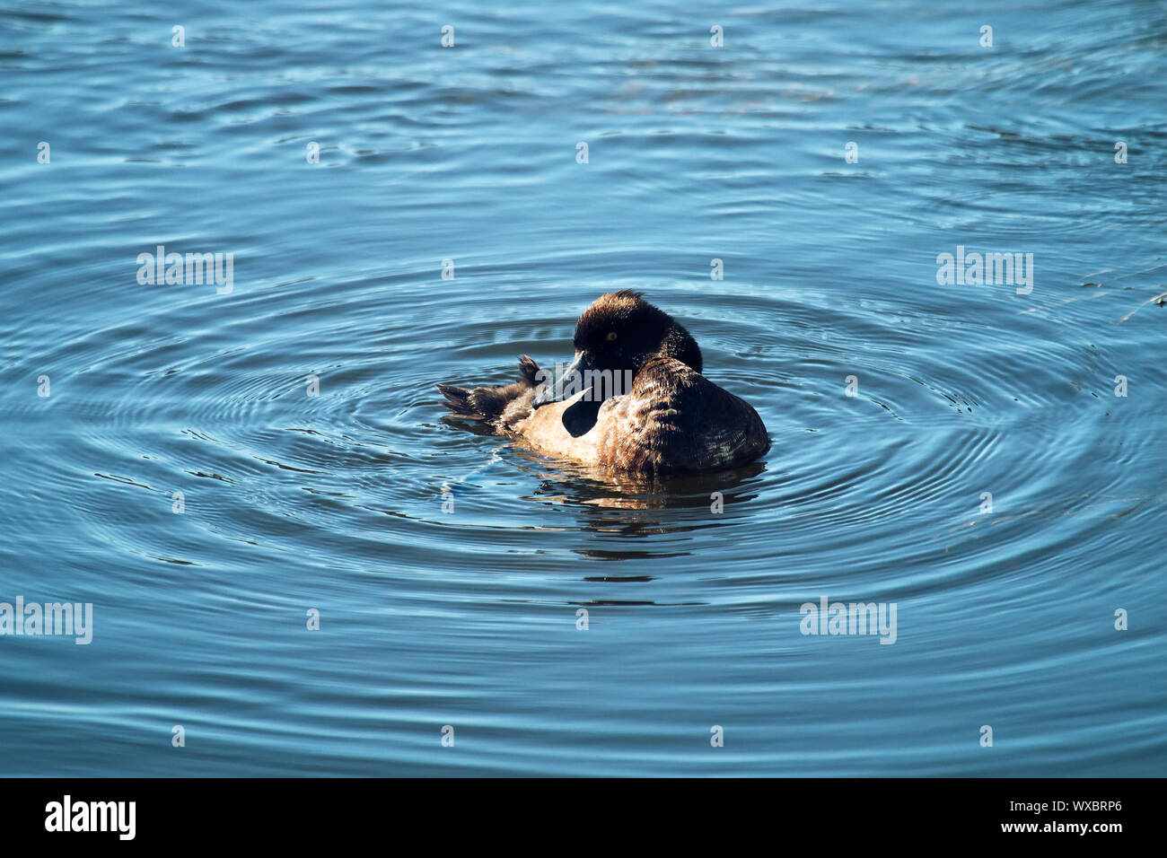 Reiherente Fütterung unter den pondweed), sauber Federn Stockfoto