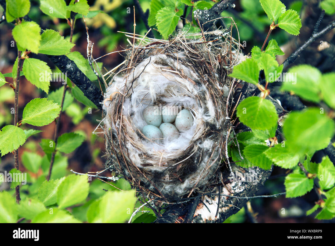 Gemütliche Arktis redpoll (Acanthis hornemanni) Nest Stockfoto
