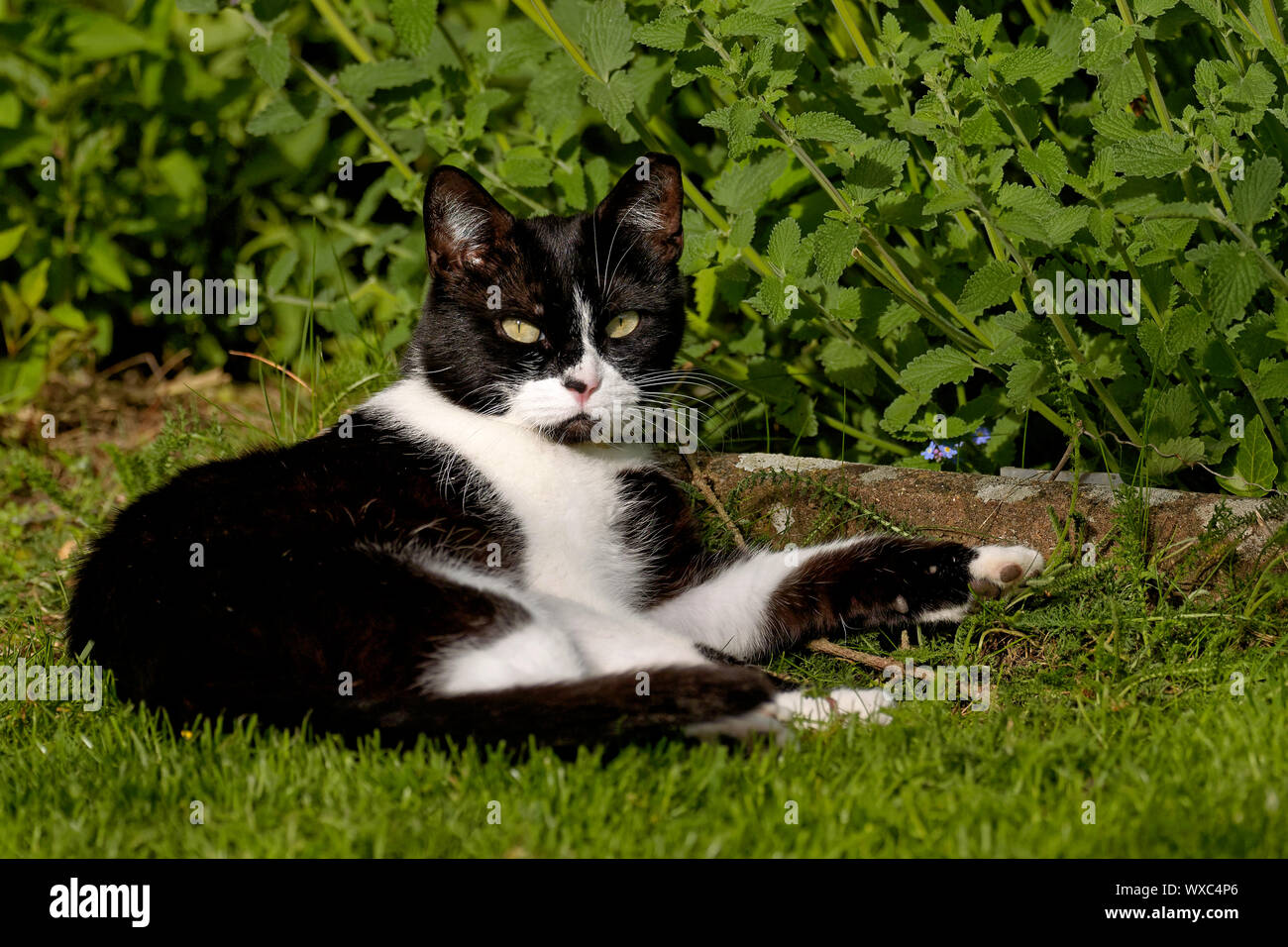 Katze mag Catmint Stockfoto