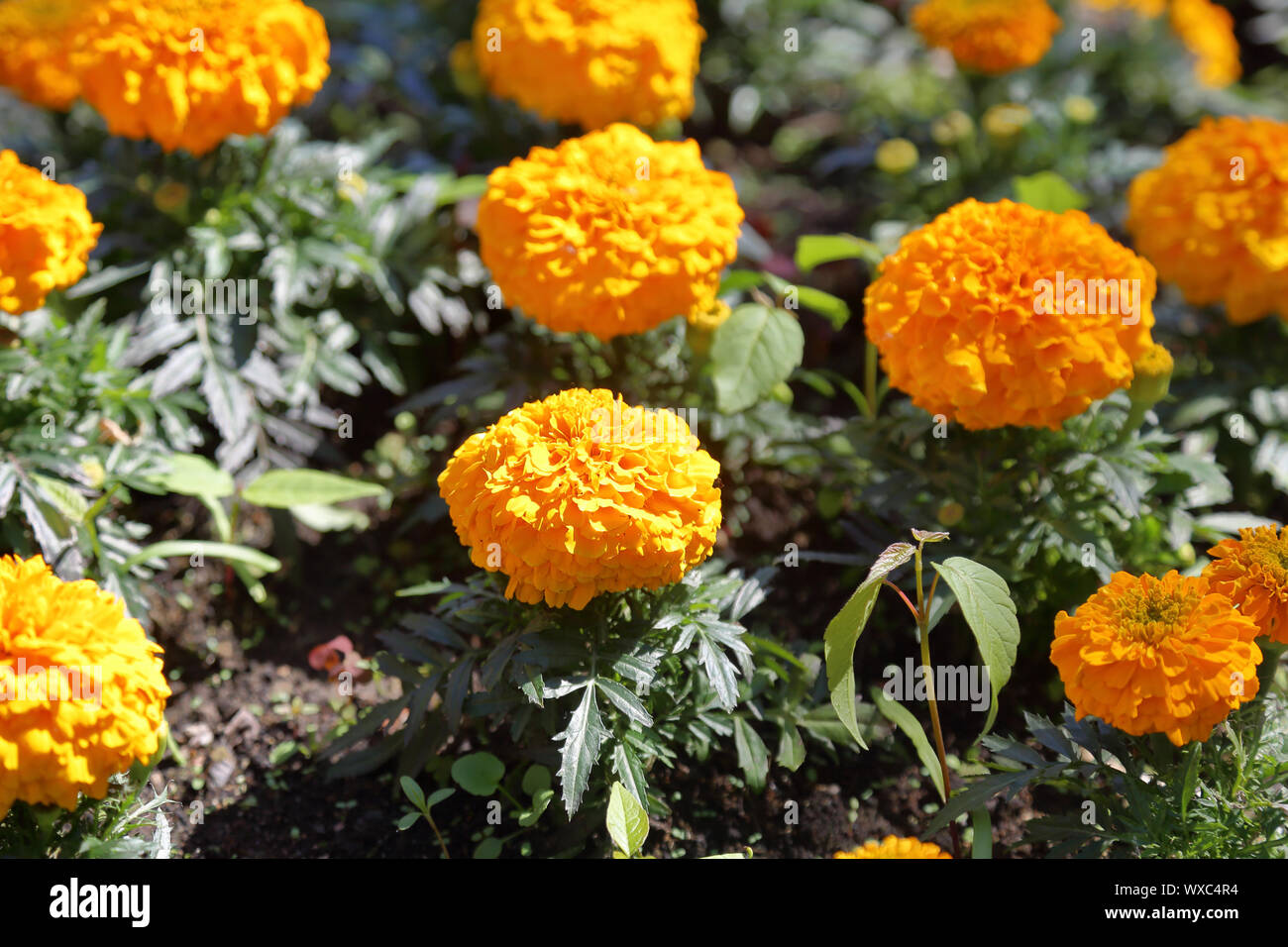 Gelbe Ringelblumen und Tagetes - Pflanzen der Familie der Stockfoto