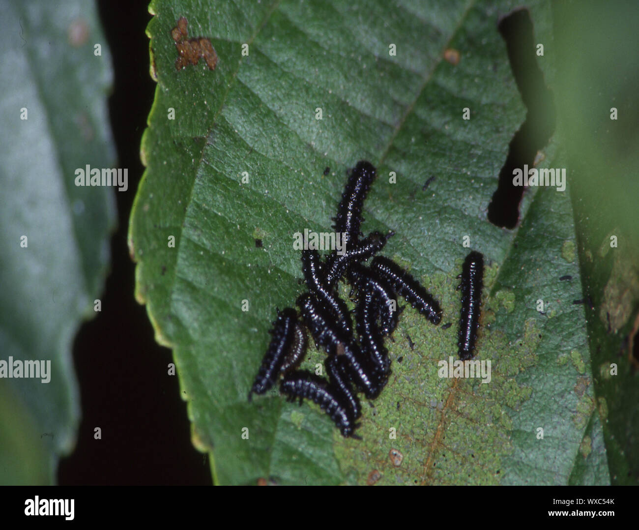 Raupen des Erle blatt Käfer Essen auf Erle Blatt Stockfoto