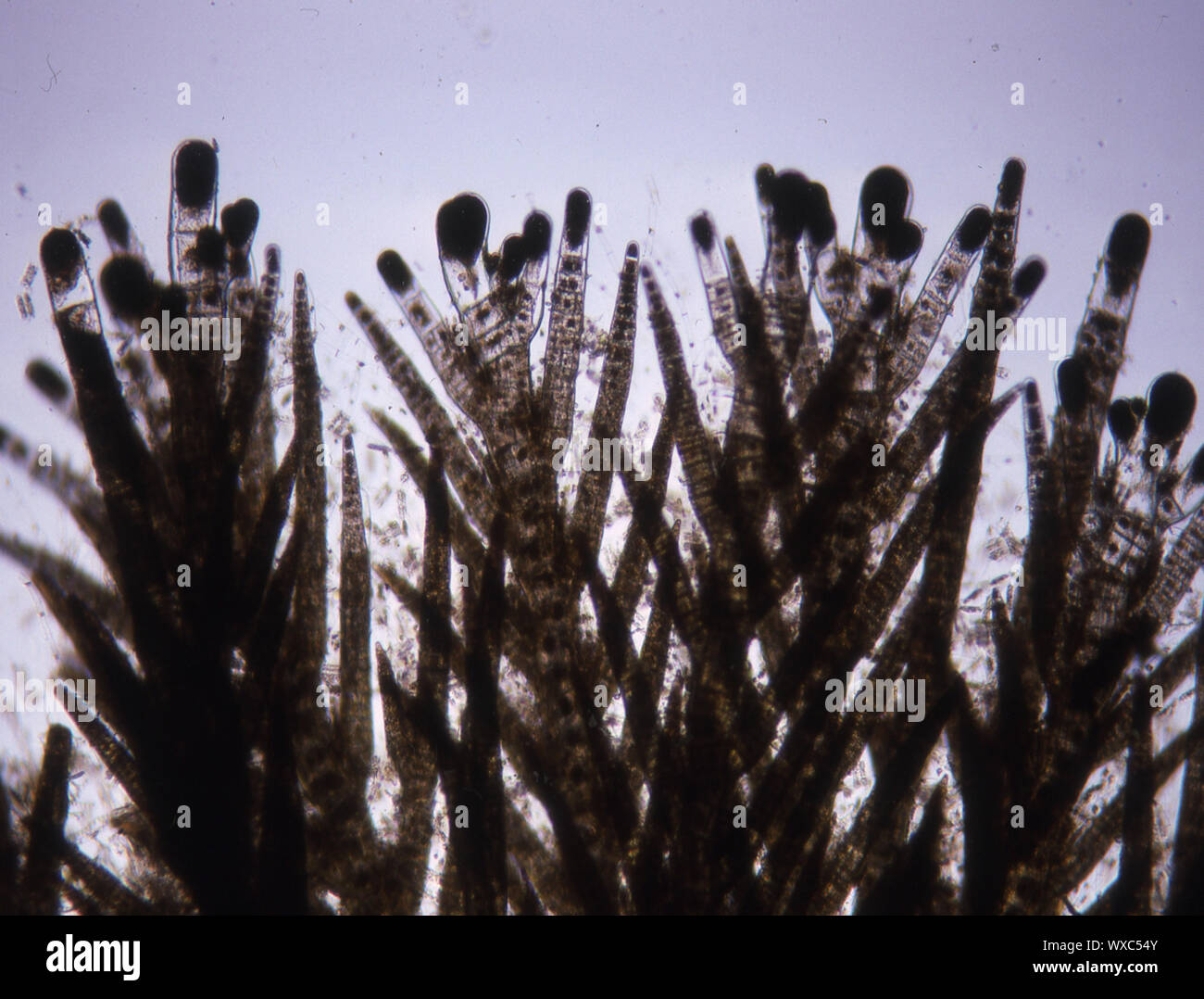 Meer rote Algen im Wasser unter dem Mikroskop 100x Stockfoto