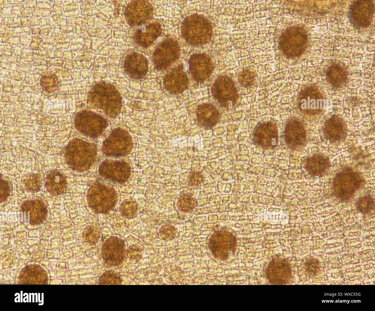 Dictyota dichotoma Algen unter dem Mikroskop 100x Stockfoto