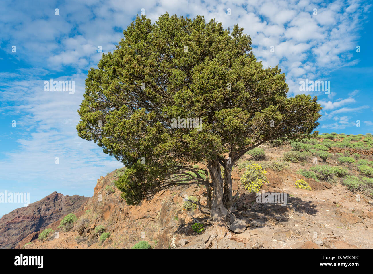 Einzelnen Baum oben auf der Steilküste La Mercia Berg auf La Gomera Stockfoto