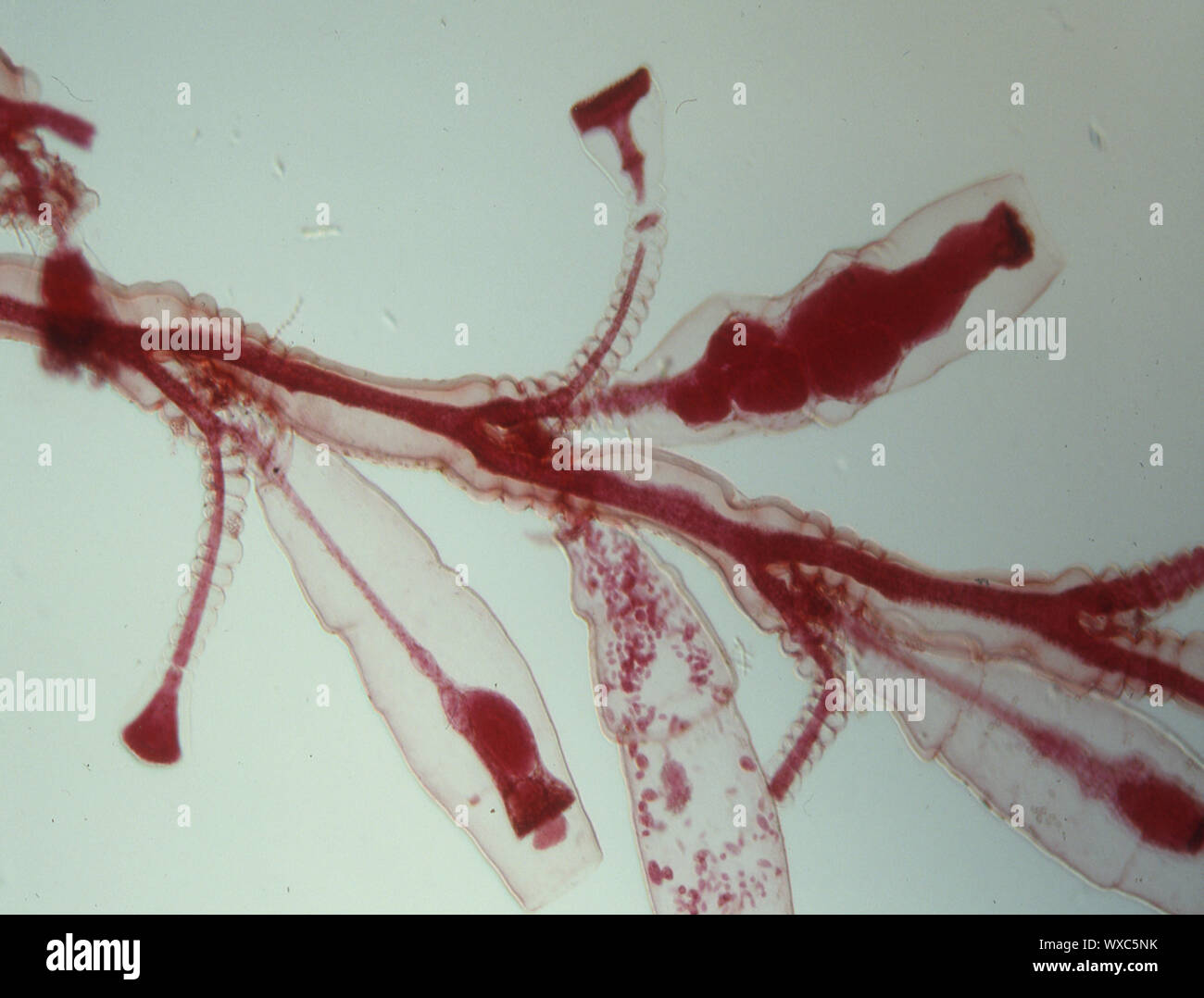 Süßwasserpolypen unter dem Mikroskop 100x Stockfoto