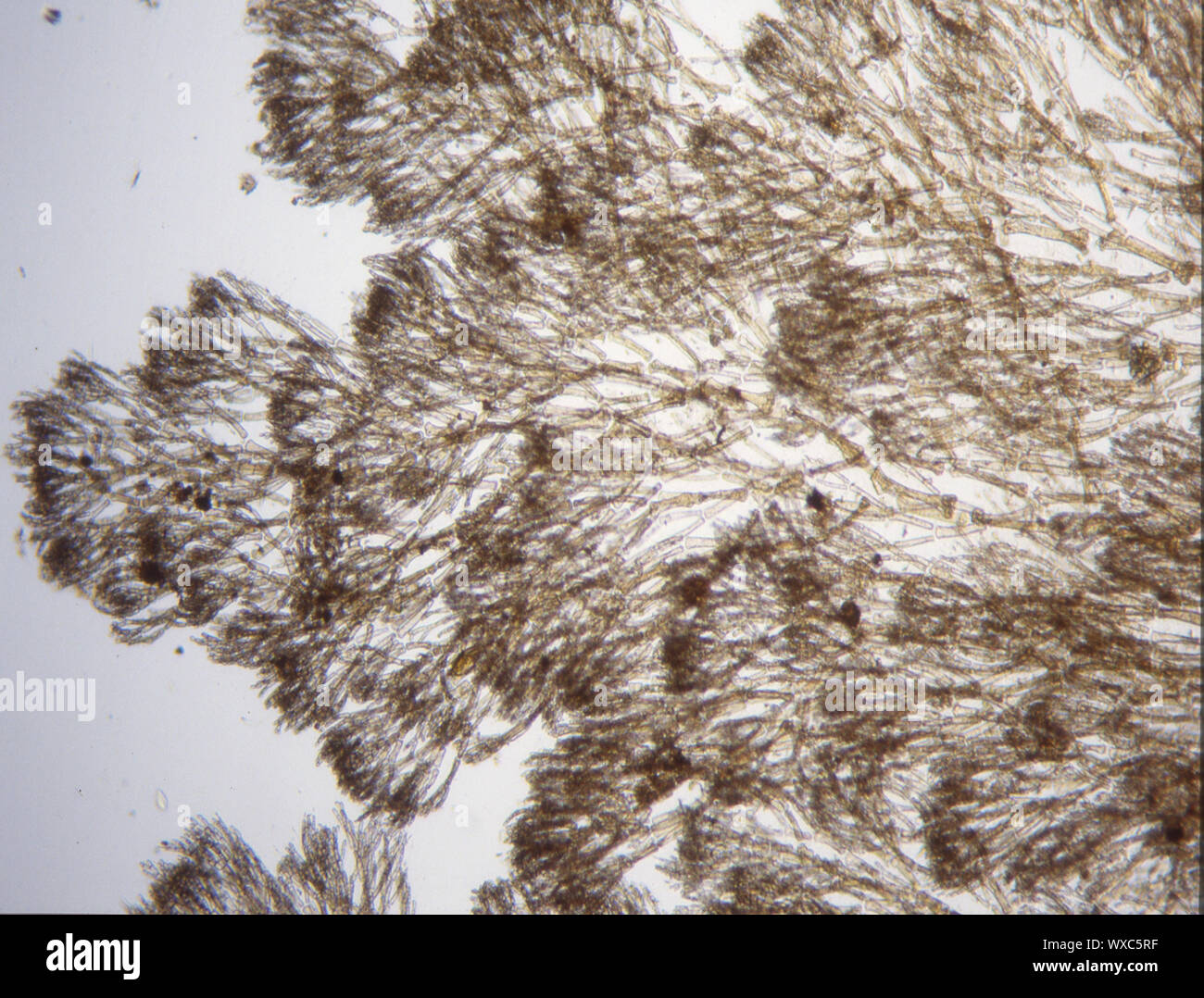 Meer rote Algen im Wasser unter dem Mikroskop 100x Stockfoto