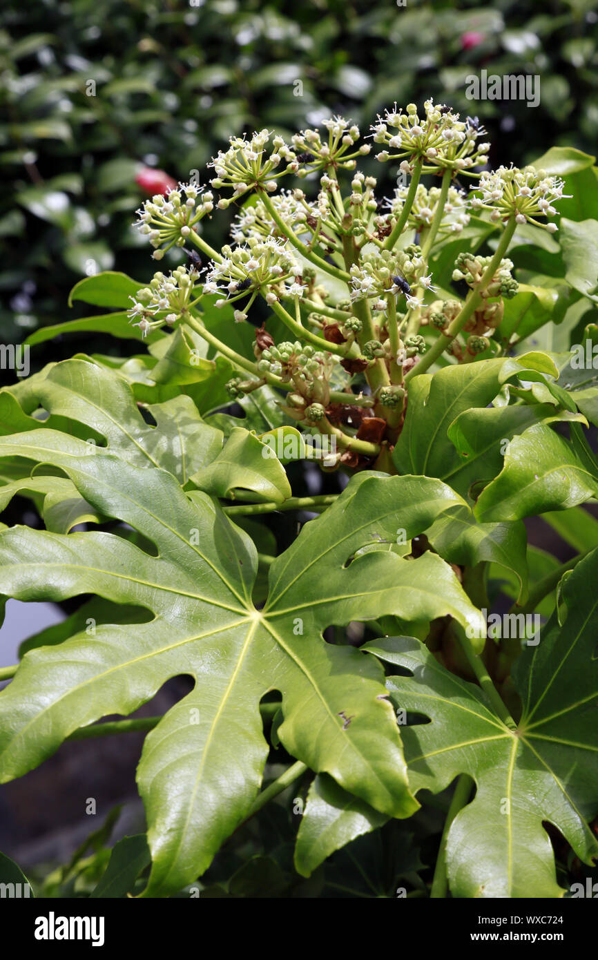 Zimmeraralie (Fatsia japonica, Sohn. Japonica, Aralia Aralia sieboldii) im Garten Antonio Borges Stockfoto