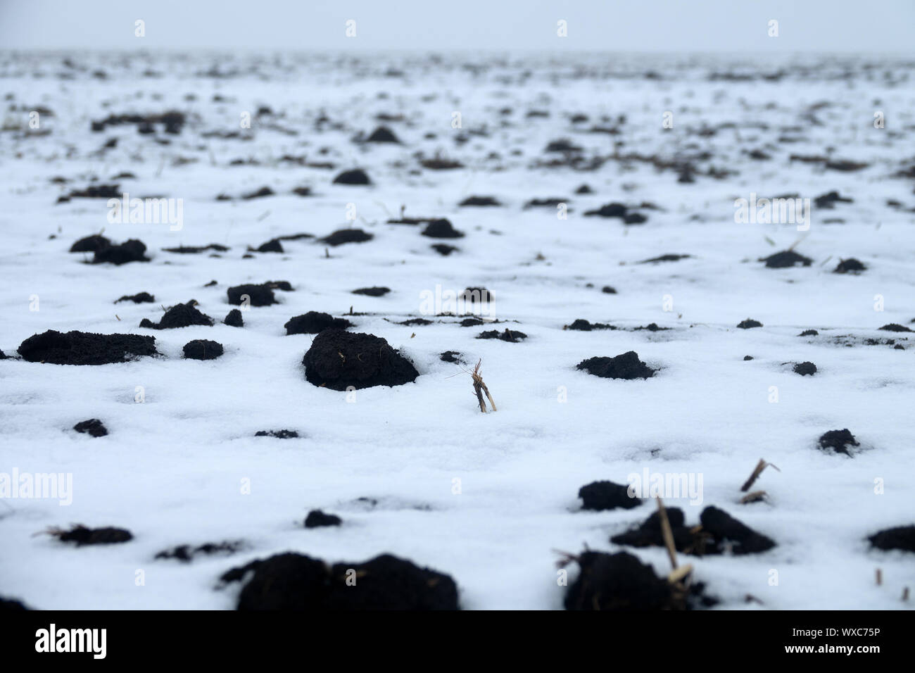 Nebel nach Schneefall auf Ackerland und im Winter in Ackerland Stockfoto