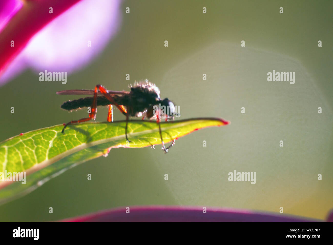 Schlangenbiss Stockfotos Und Bilder Kaufen Alamy