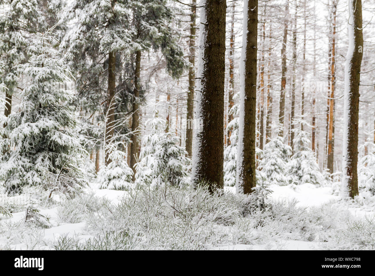 Nationalpark Harz der Oderteich im Winter Stockfoto