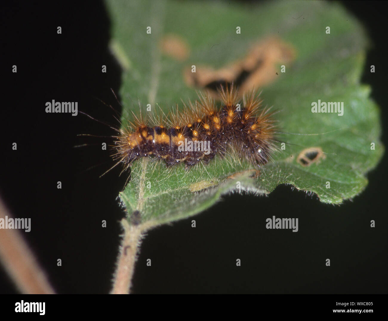 Caterpillar auf Blatt beim Essen Stockfoto