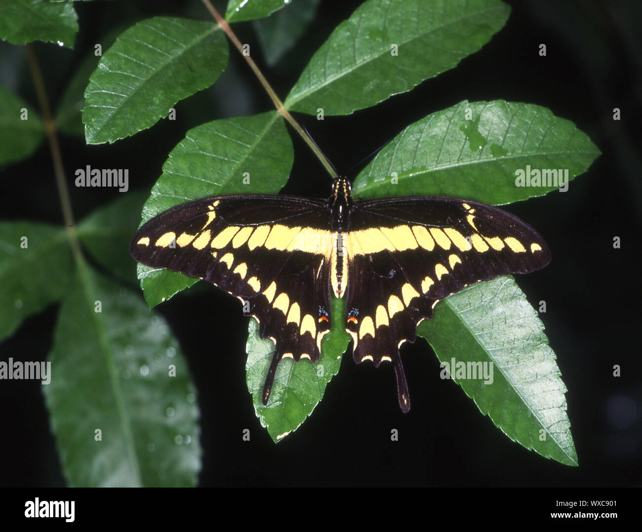 Tropische Schwalbenschwanz Schmetterling auf Blättern Stockfoto