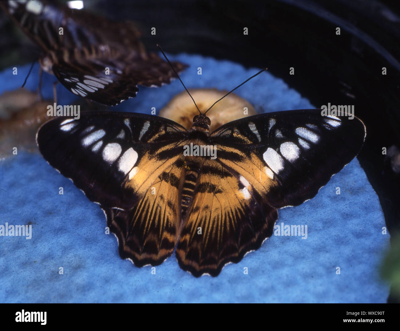 Tropische Schwalbenschwanz Schmetterling auf Blättern Stockfoto