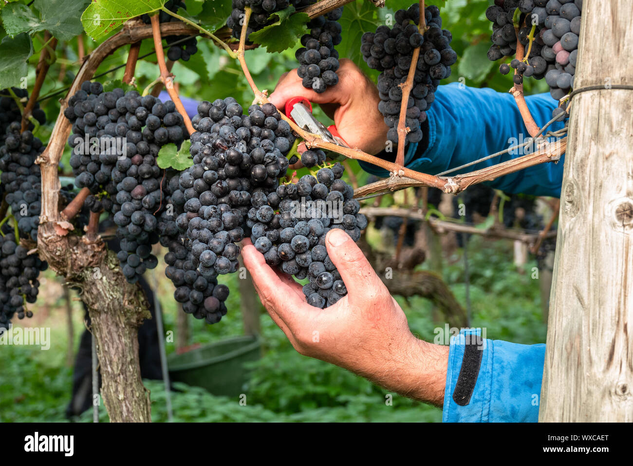 Einen Weinberg rote Trauben Ernte Stockfoto Einen Weinberg rote Trauben Ernte Stockfoto