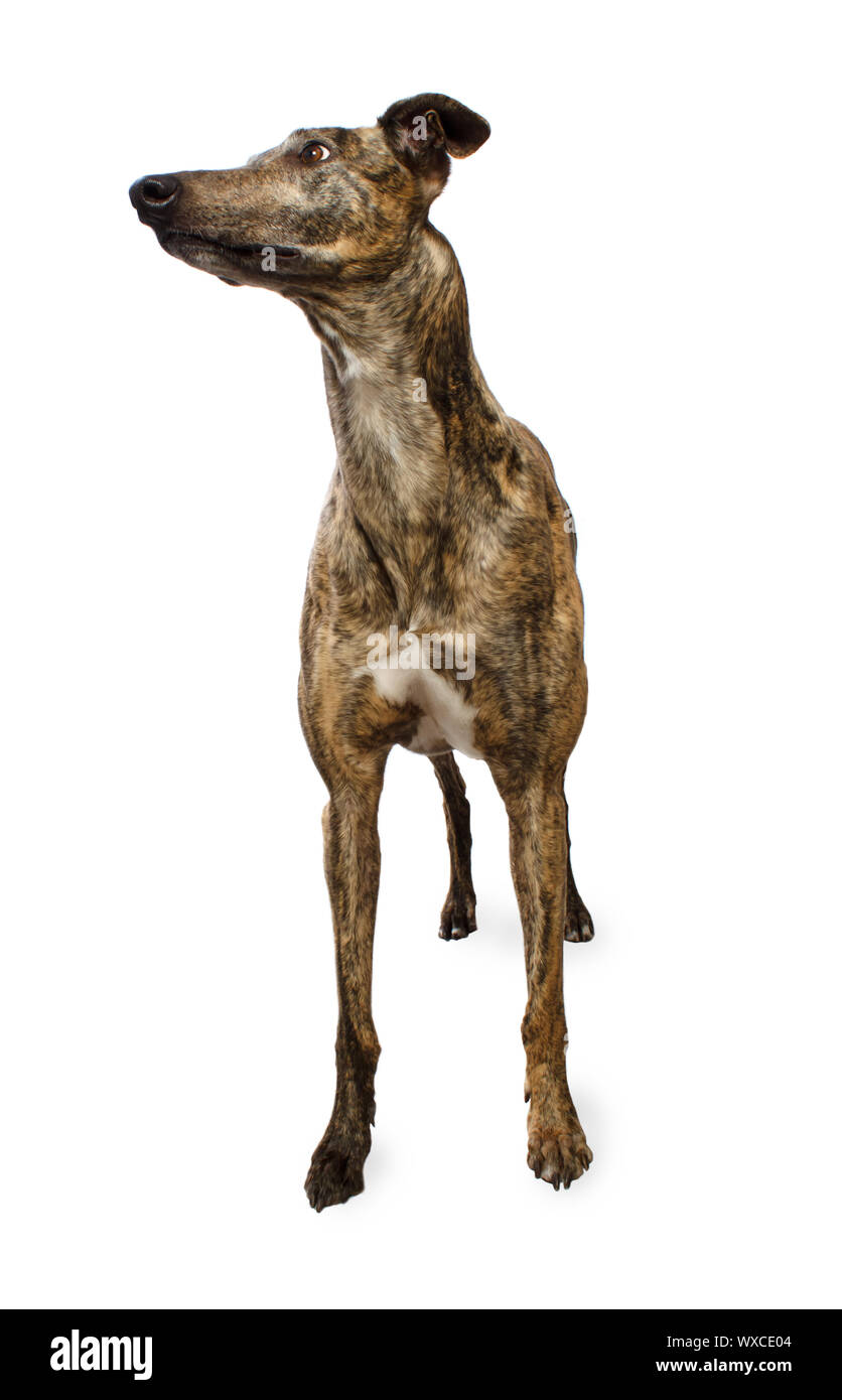 Ständigen Brindle farbige Greyhound Isoloated auf weißem Hintergrund Stockfoto