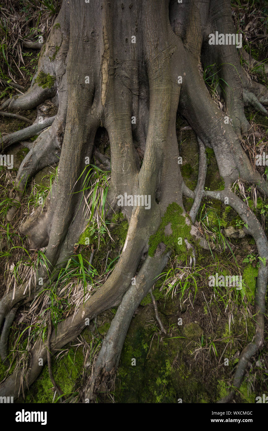 Massiv Baumwurzeln in Batumi botanischer Garten Stockfoto