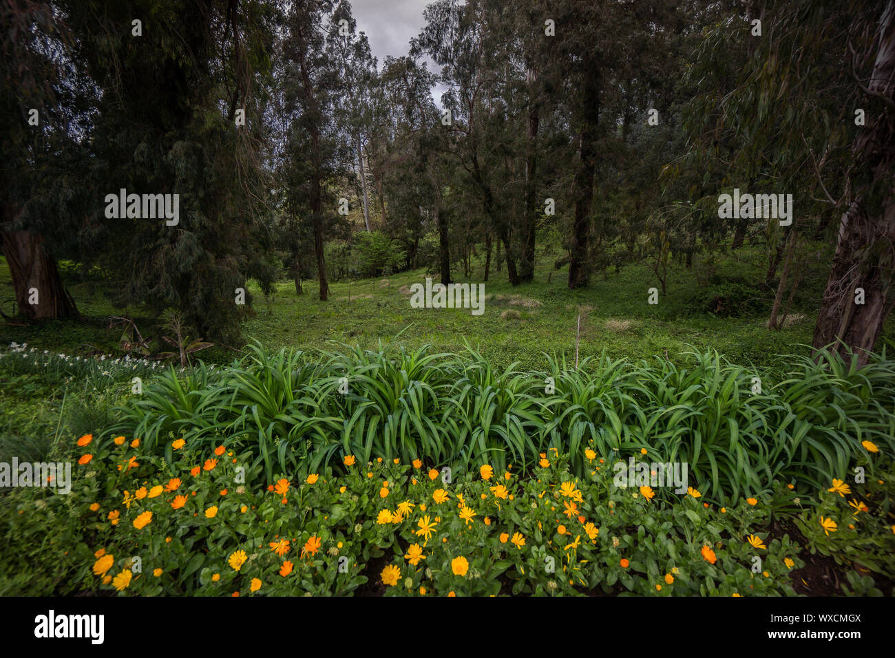 Gelbe Blumen wachsen auf Wald Seite Stockfoto
