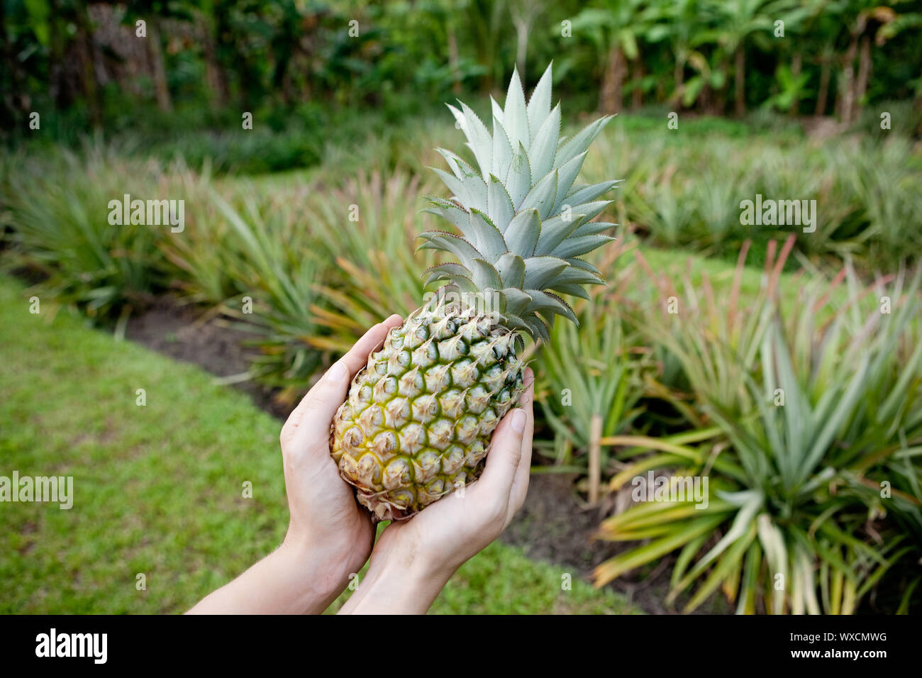 Wie man ananas anbaut -Fotos und -Bildmaterial in hoher Auflösung – Alamy