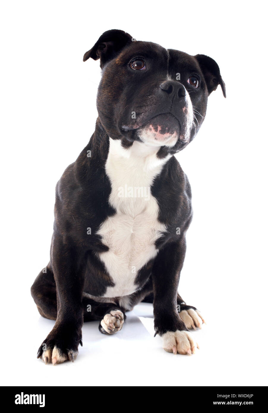 Porträt von ein Staffordshire Bull Terrier vor weißem Hintergrund Stockfoto