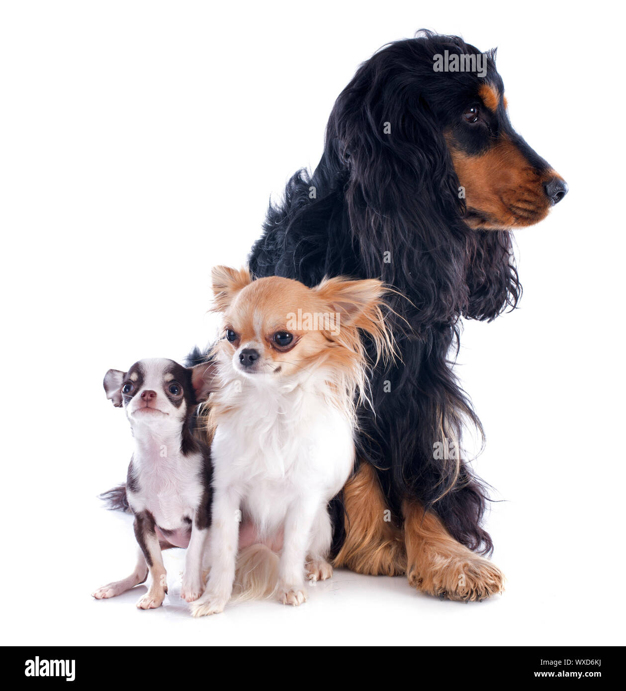 Porträt von einem süßen reinrassigen Chihuahuas und Cocker Spaniel vor weißem Hintergrund Stockfoto