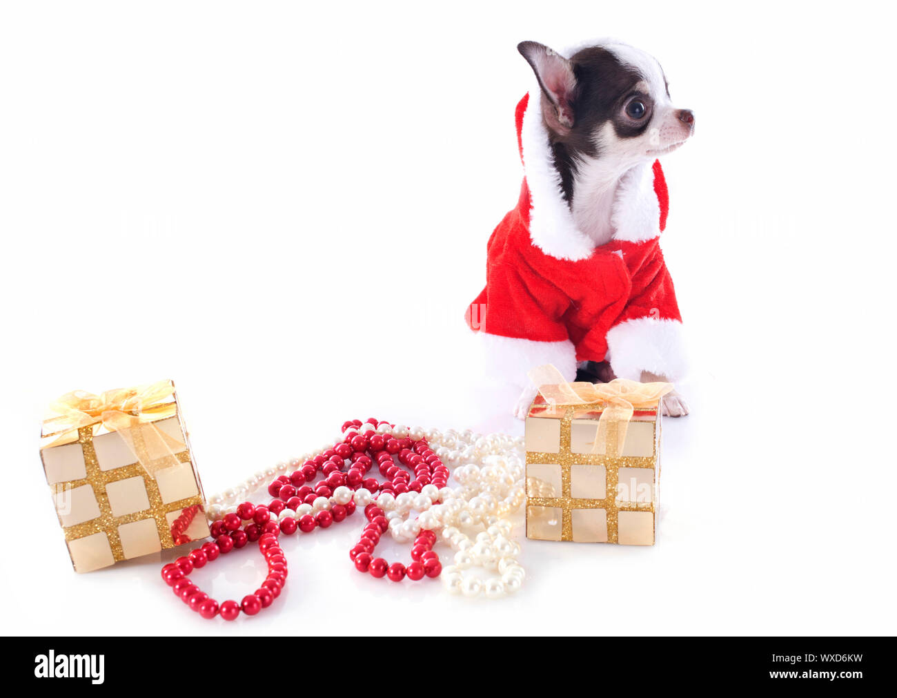 Porträt von einem gekleidet Welpen Chihuahua mit textfreiraum in Weihnachten vor weißem Hintergrund Stockfoto