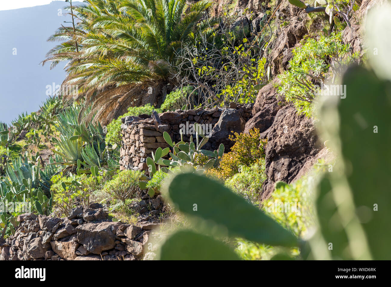 Landschaft und Wanderweg im Gebirge der Insel La Gomera. Stockfoto
