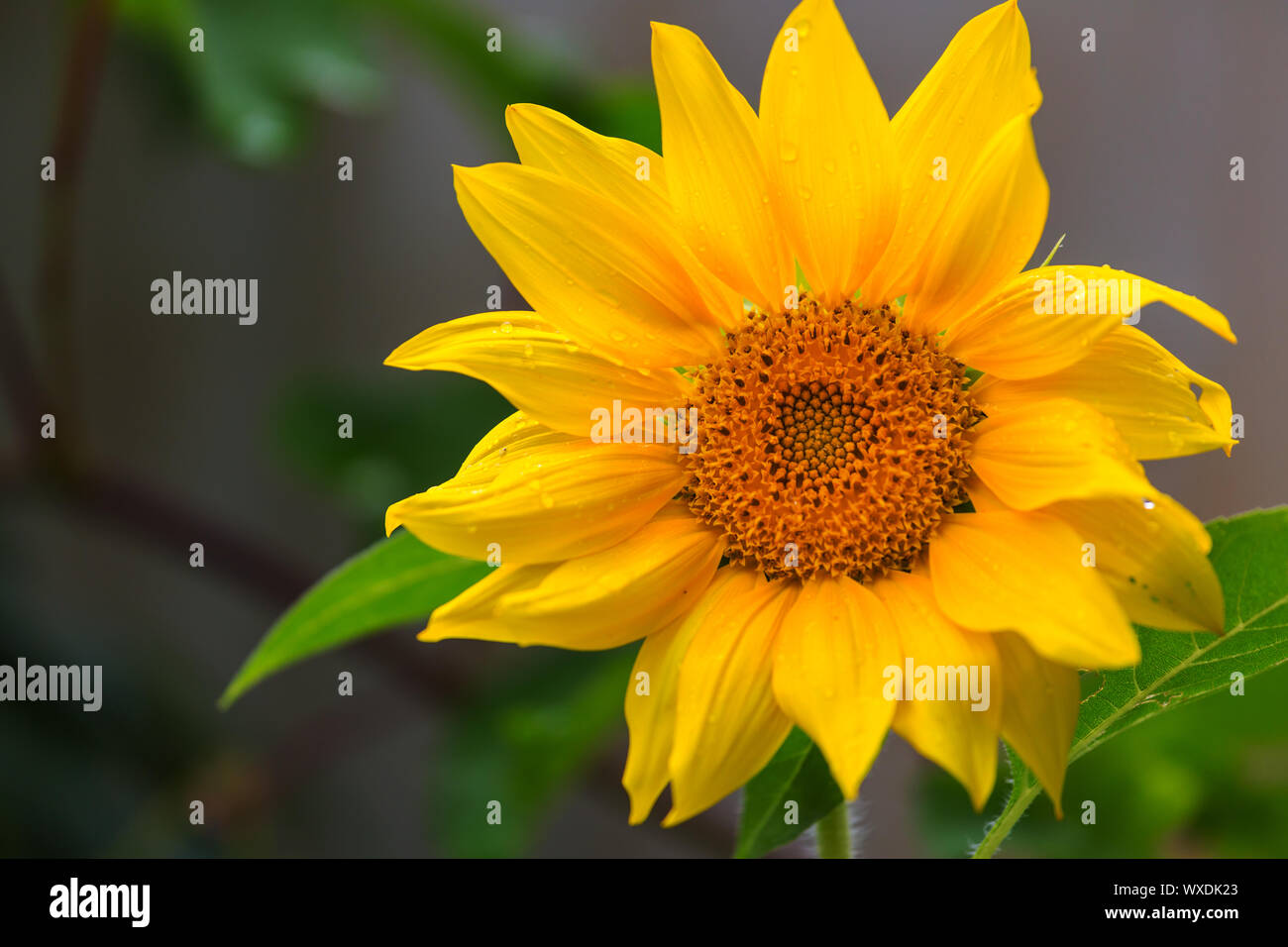 Sonnenblume Stockfoto