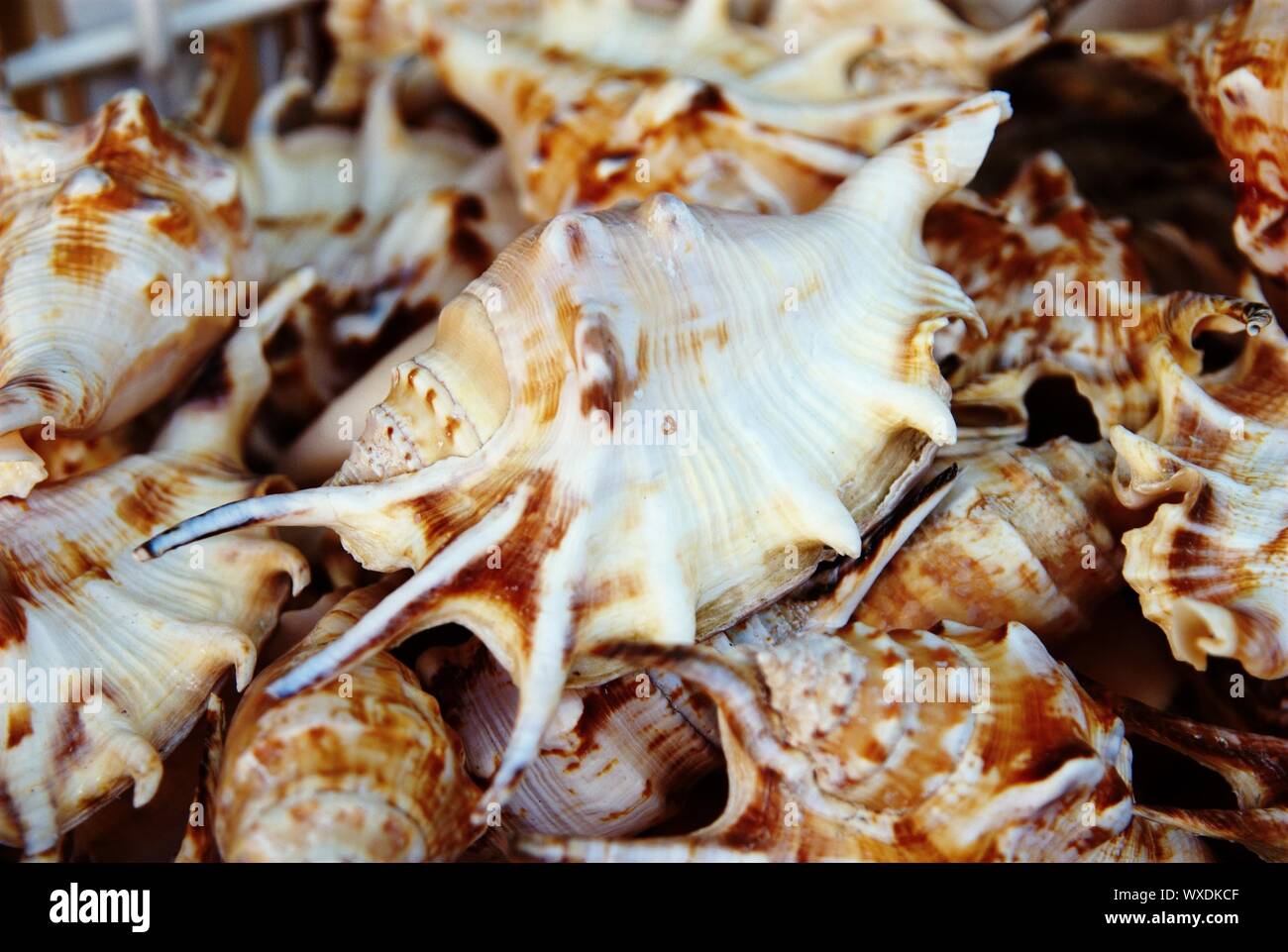 Schale Stockfoto